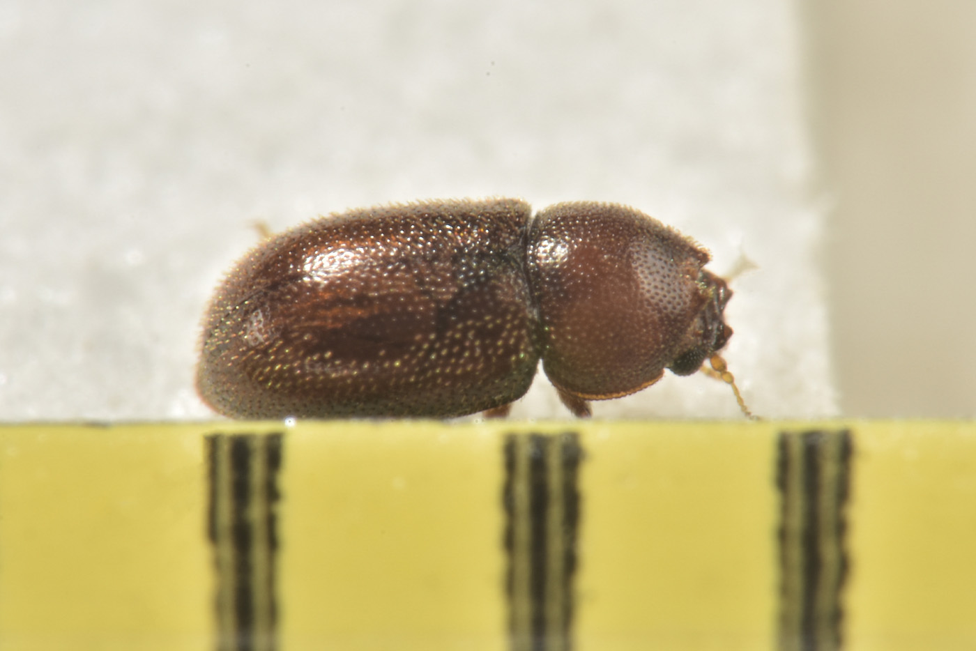 Ciidae: Ennearthron cornutum? Sì...